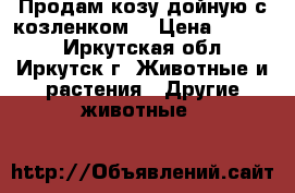 Продам козу дойную с козленком  › Цена ­ 6 000 - Иркутская обл., Иркутск г. Животные и растения » Другие животные   